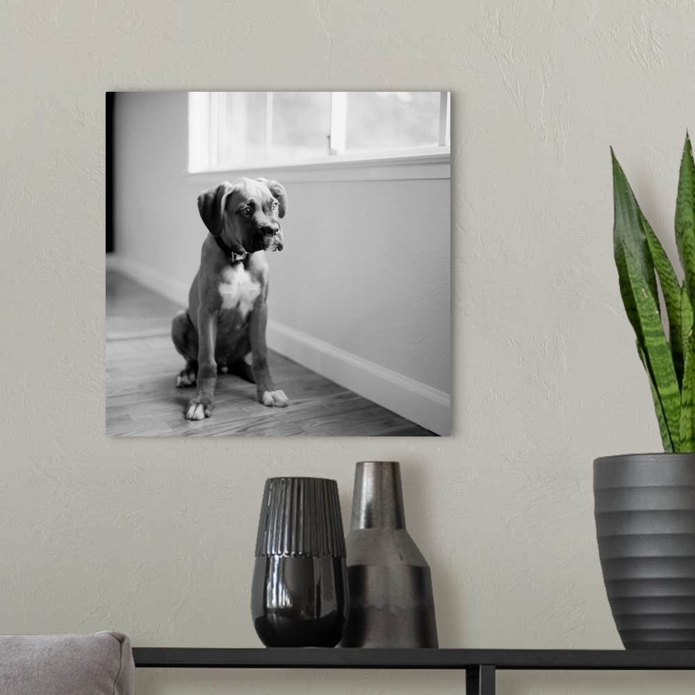 A modern room featuring Black and white 4 month old Boxer dog.