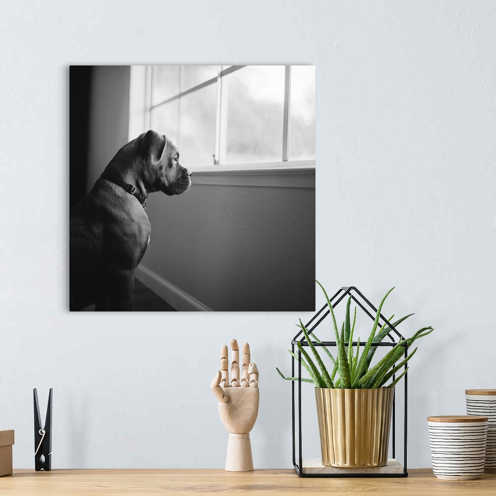 A bohemian room featuring Boxer puppy staring out window.