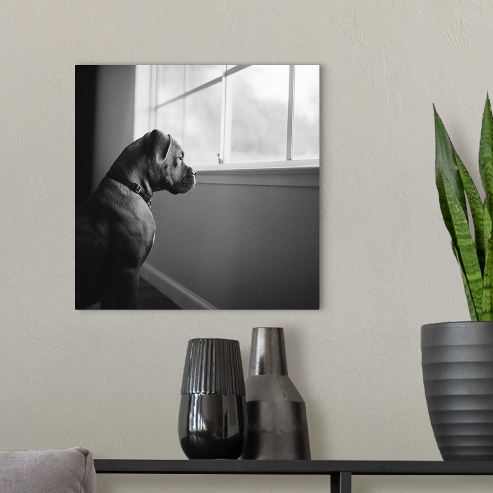 A modern room featuring Boxer puppy staring out window.