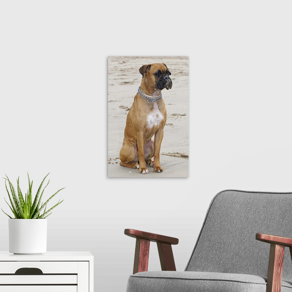 A modern room featuring The Boxer is part of the Molosser dog group, developed in Germany in the late 19th century from t...