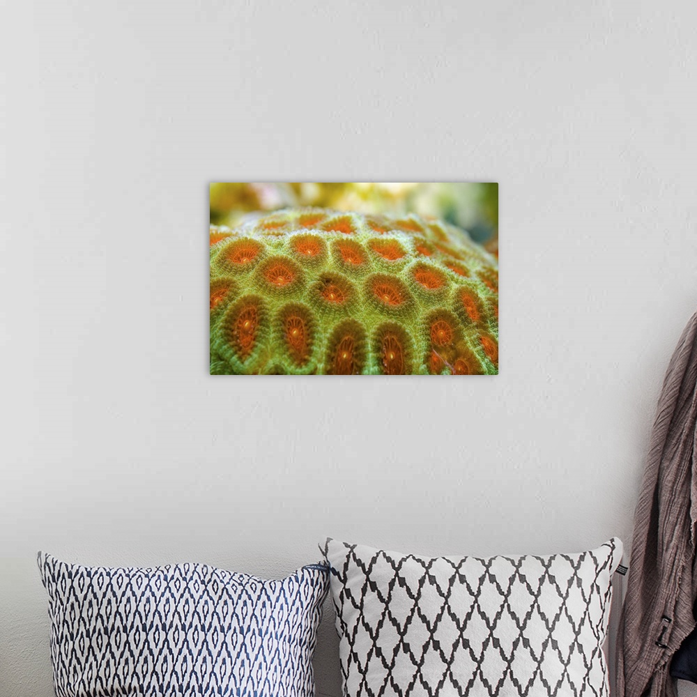 A bohemian room featuring Brain coral (Favia pallida)