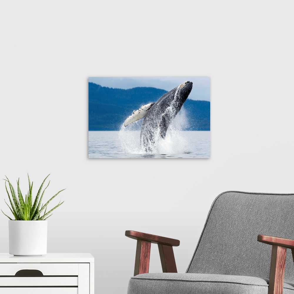 A modern room featuring USA, Alaska, Tongass National Forest, Humpback Whale (Megaptera novaengliae) breaching near Admir...
