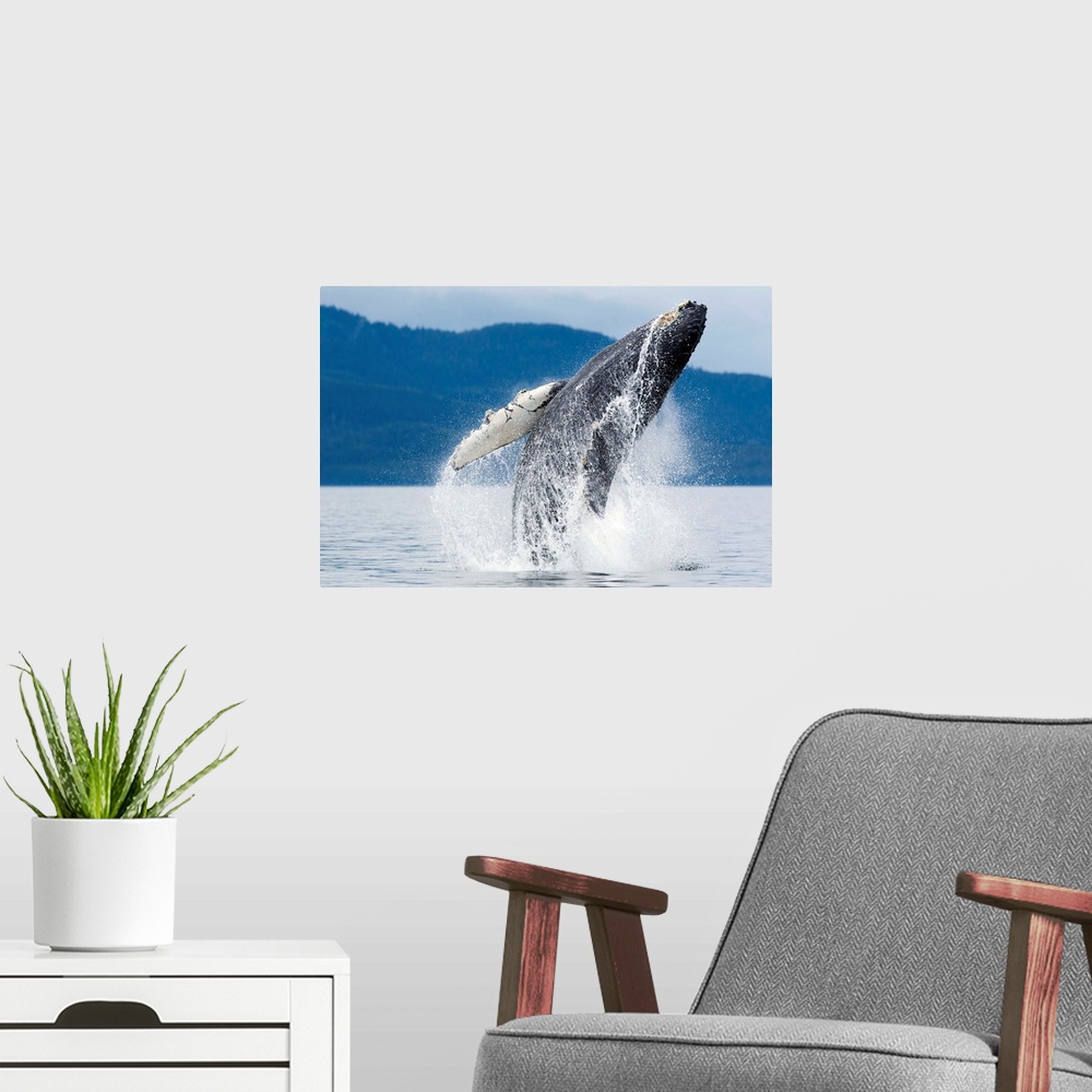 A modern room featuring USA, Alaska, Tongass National Forest, Humpback Whale (Megaptera novaengliae) breaching near Admir...
