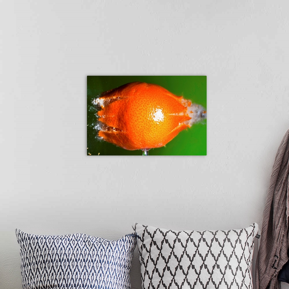 A bohemian room featuring A small tangerine braking into pieces after a pellet impact.