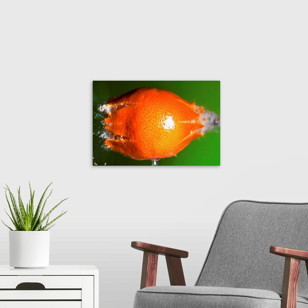 A modern room featuring A small tangerine braking into pieces after a pellet impact.