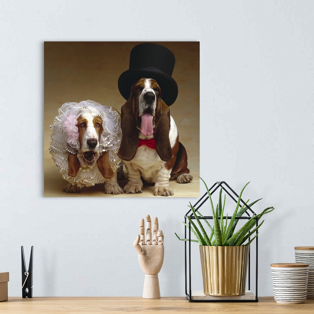 A bohemian room featuring Bride and groom Basset Hounds