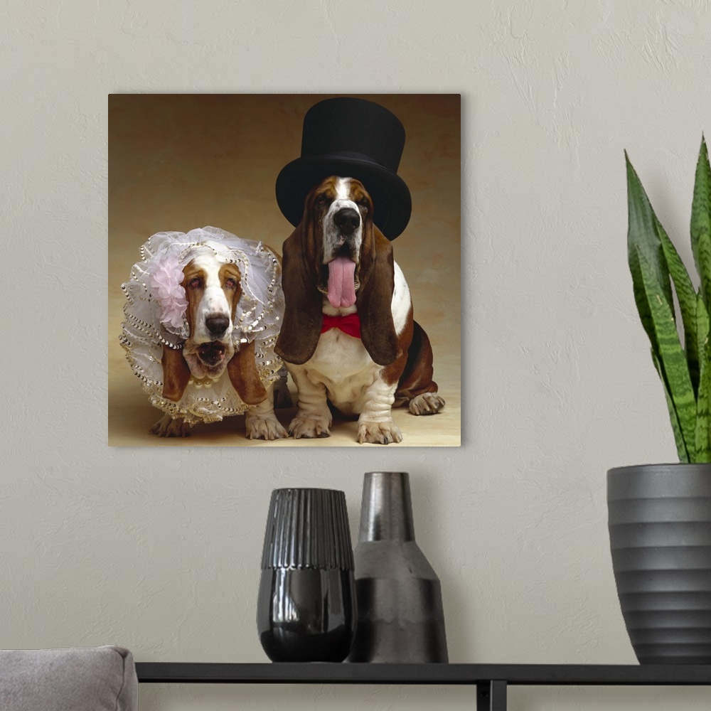 A modern room featuring Bride and groom Basset Hounds