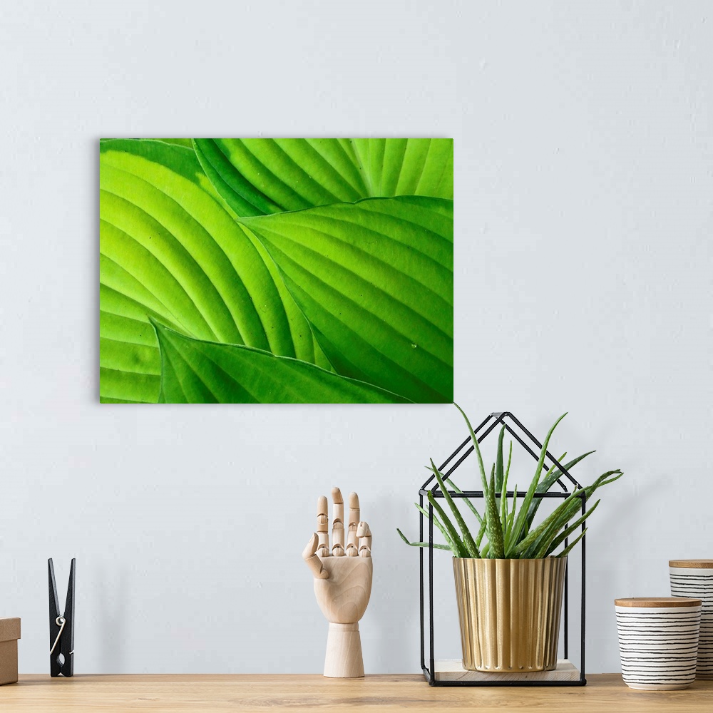 A bohemian room featuring Bright green hosta leaves, clearly showing  veins and leaf shapes.