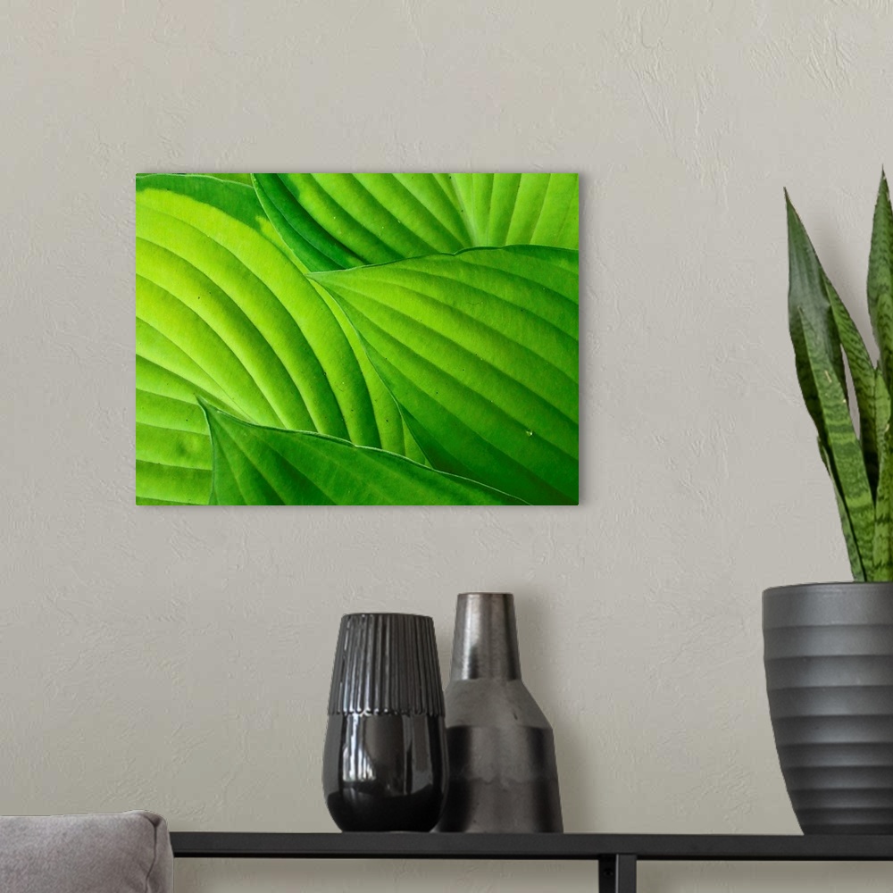 A modern room featuring Bright green hosta leaves, clearly showing  veins and leaf shapes.