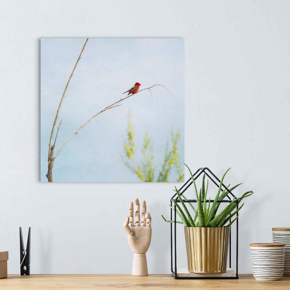 A bohemian room featuring Bright red Vermilion Flycatcher perching on delicate twig of small tree.