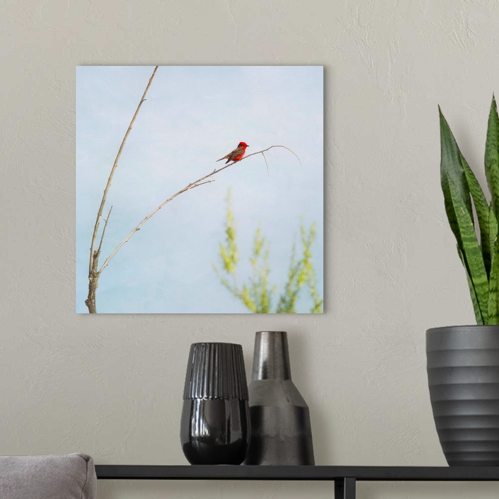 A modern room featuring Bright red Vermilion Flycatcher perching on delicate twig of small tree.