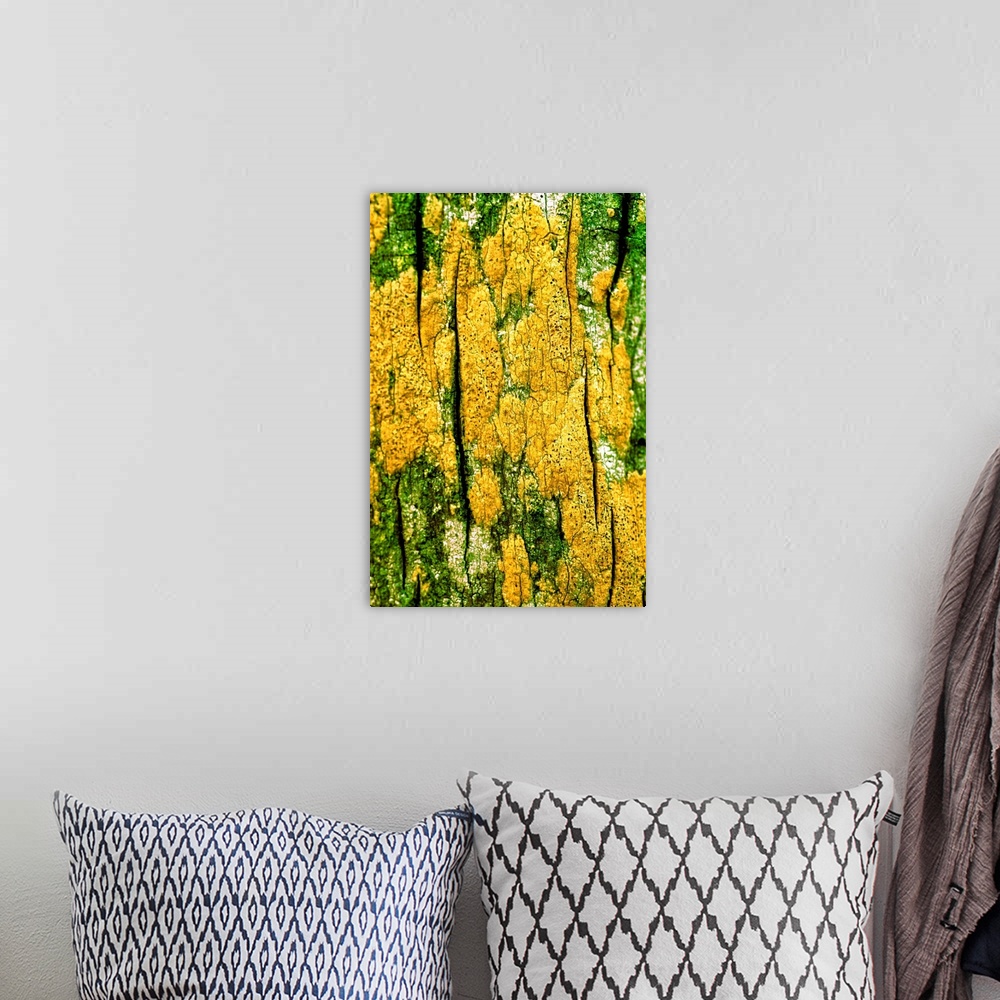 A bohemian room featuring Bright yellow lichen growing on tree bark