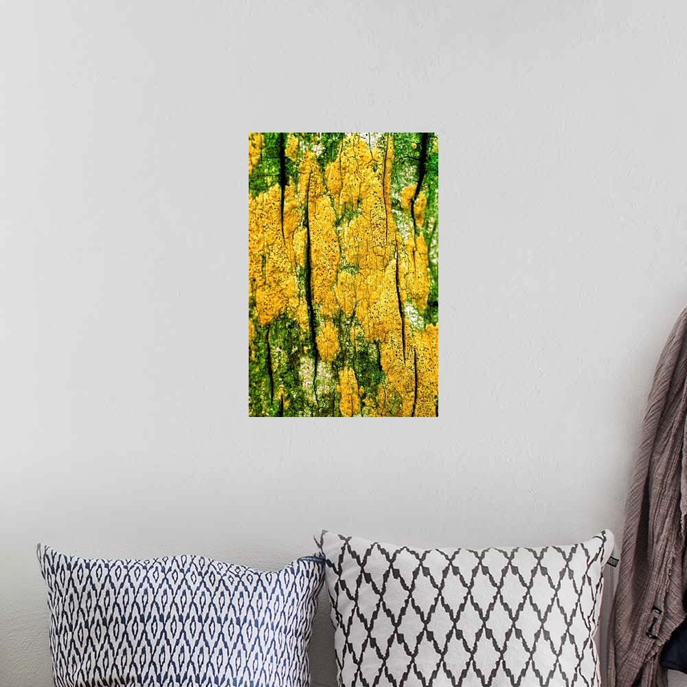A bohemian room featuring Bright yellow lichen growing on tree bark