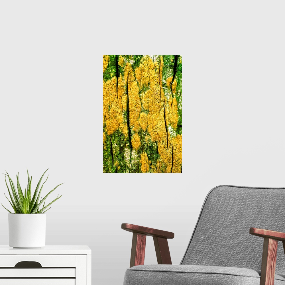 A modern room featuring Bright yellow lichen growing on tree bark