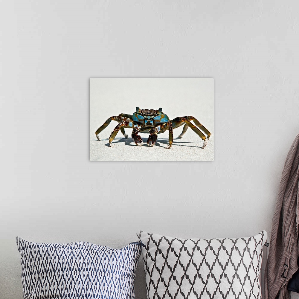 A bohemian room featuring This crab has long legs and eyes that stick out of it's head. Body is magnificent blue color with...