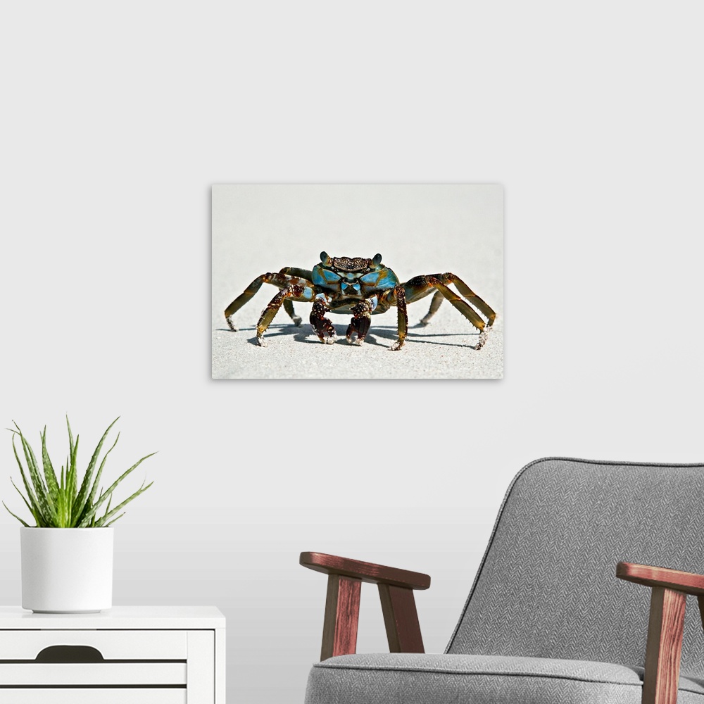 A modern room featuring This crab has long legs and eyes that stick out of it's head. Body is magnificent blue color with...