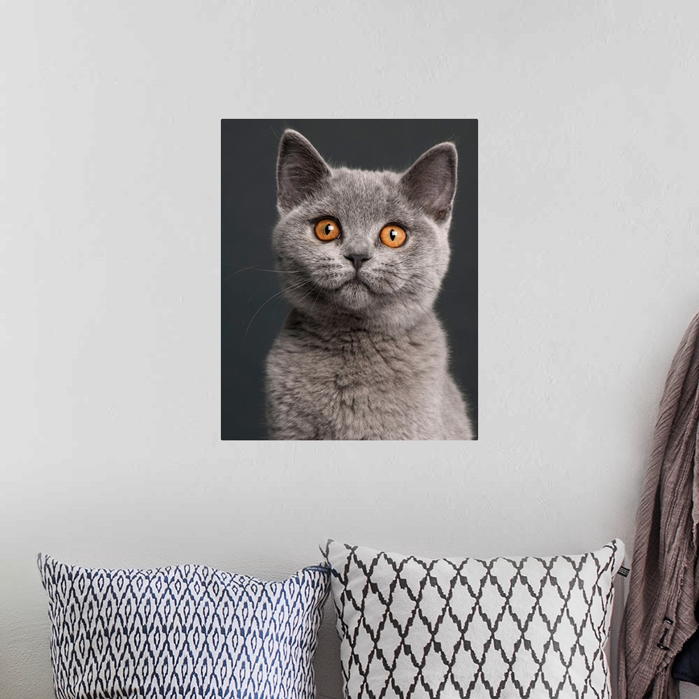 A bohemian room featuring British Shorthair kitten (3 months old) close-up