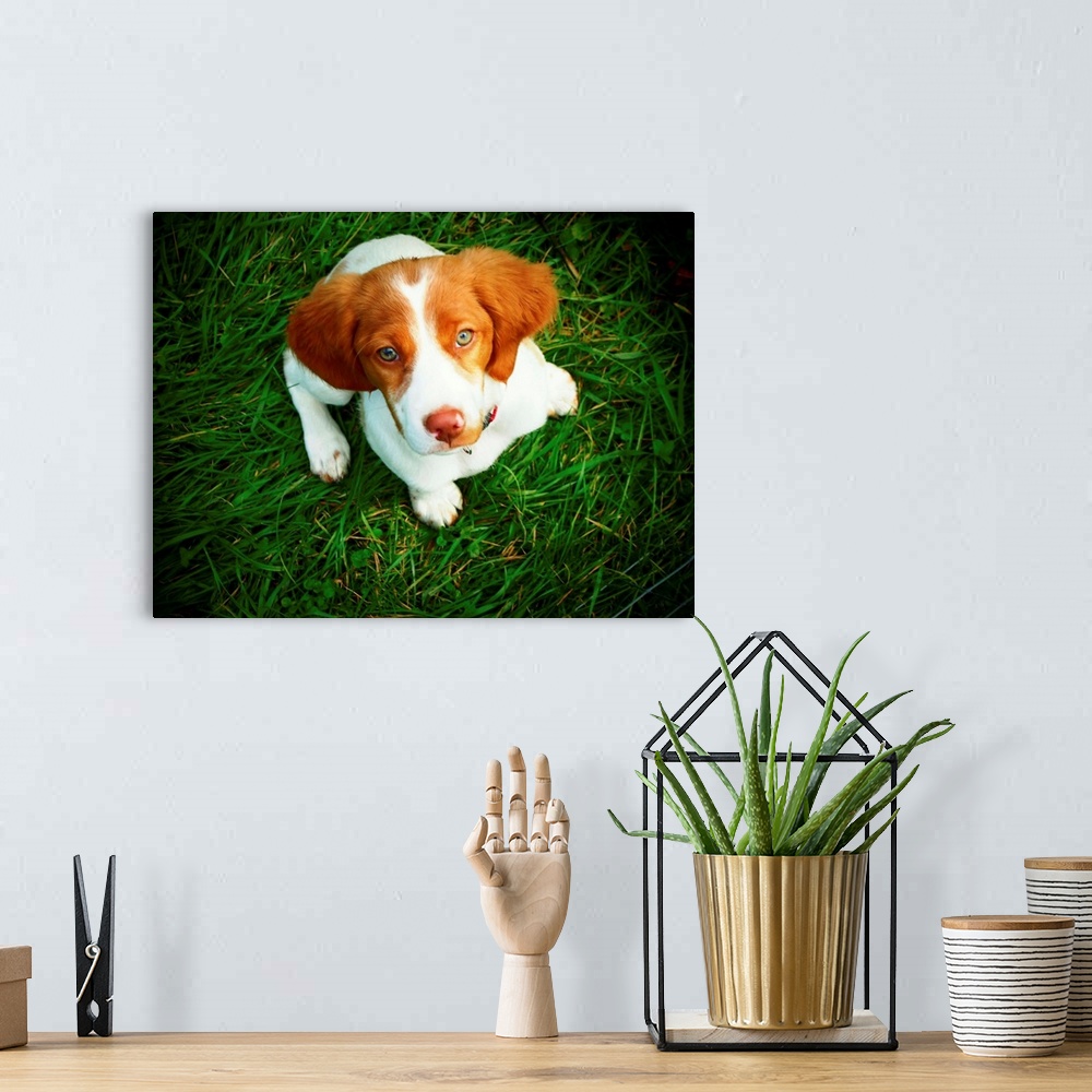 A bohemian room featuring Brittany Spaniel puppy in green grass.