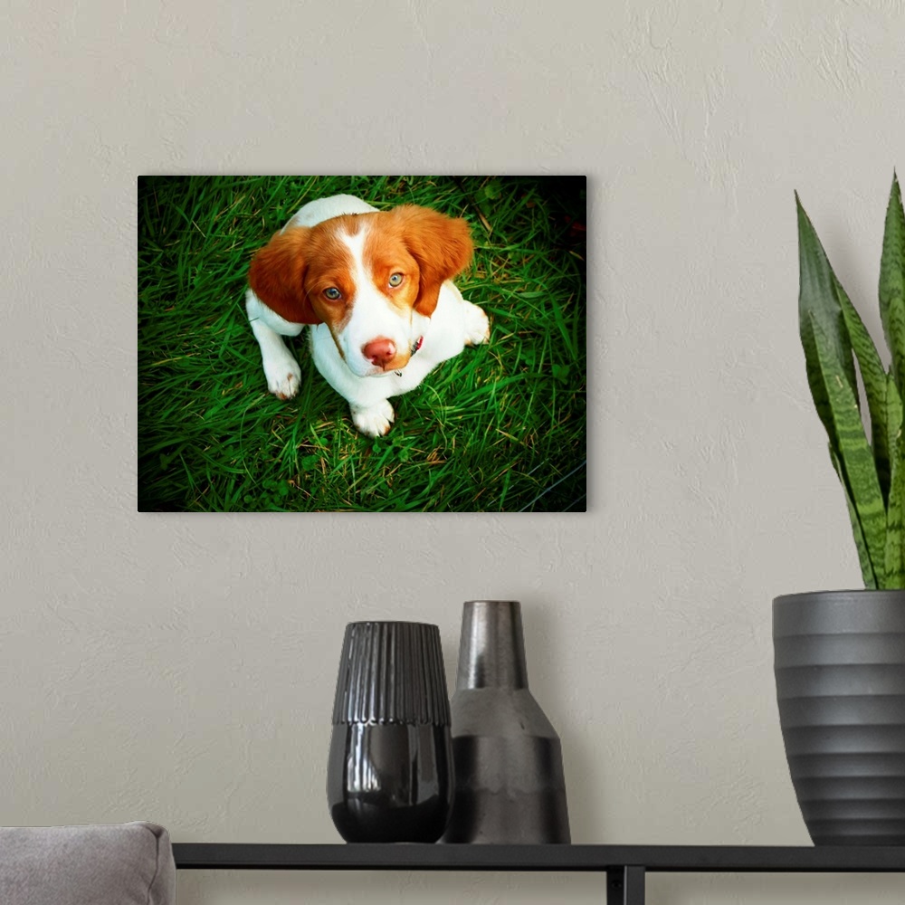 A modern room featuring Brittany Spaniel puppy in green grass.