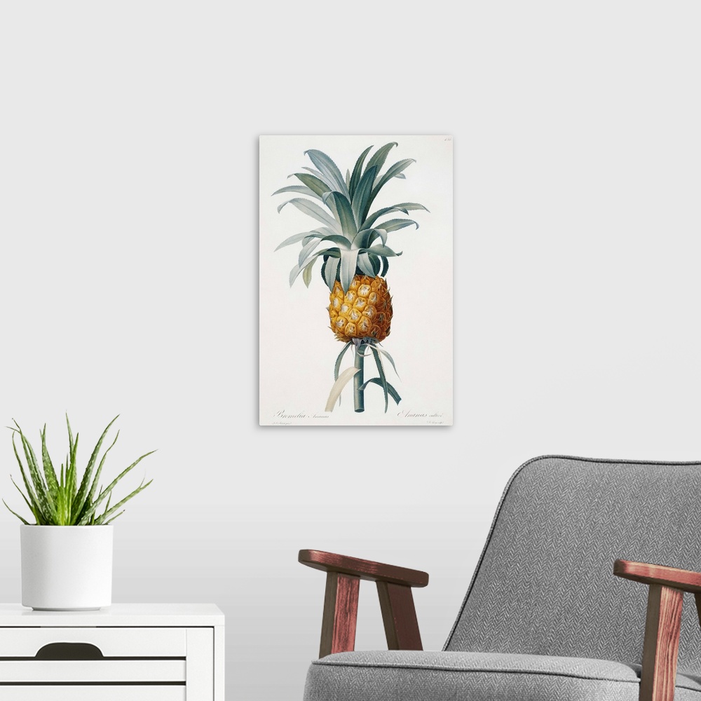 A modern room featuring Bromelia Ananas By Pierre Joseph Redoute