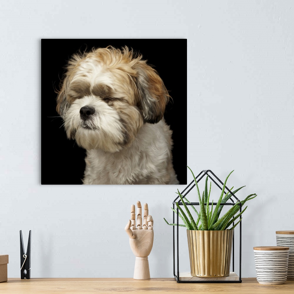 A bohemian room featuring Brown and white shih tzu with eyes closed