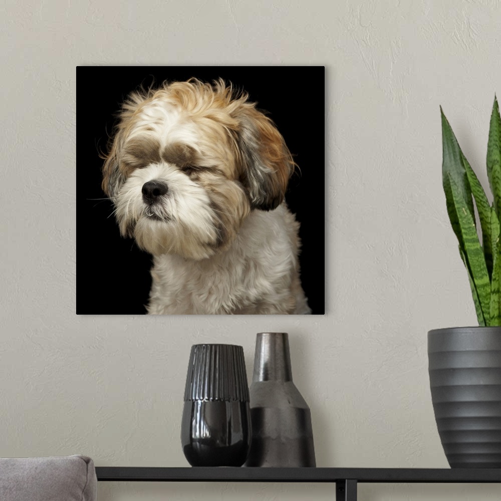 A modern room featuring Brown and white shih tzu with eyes closed