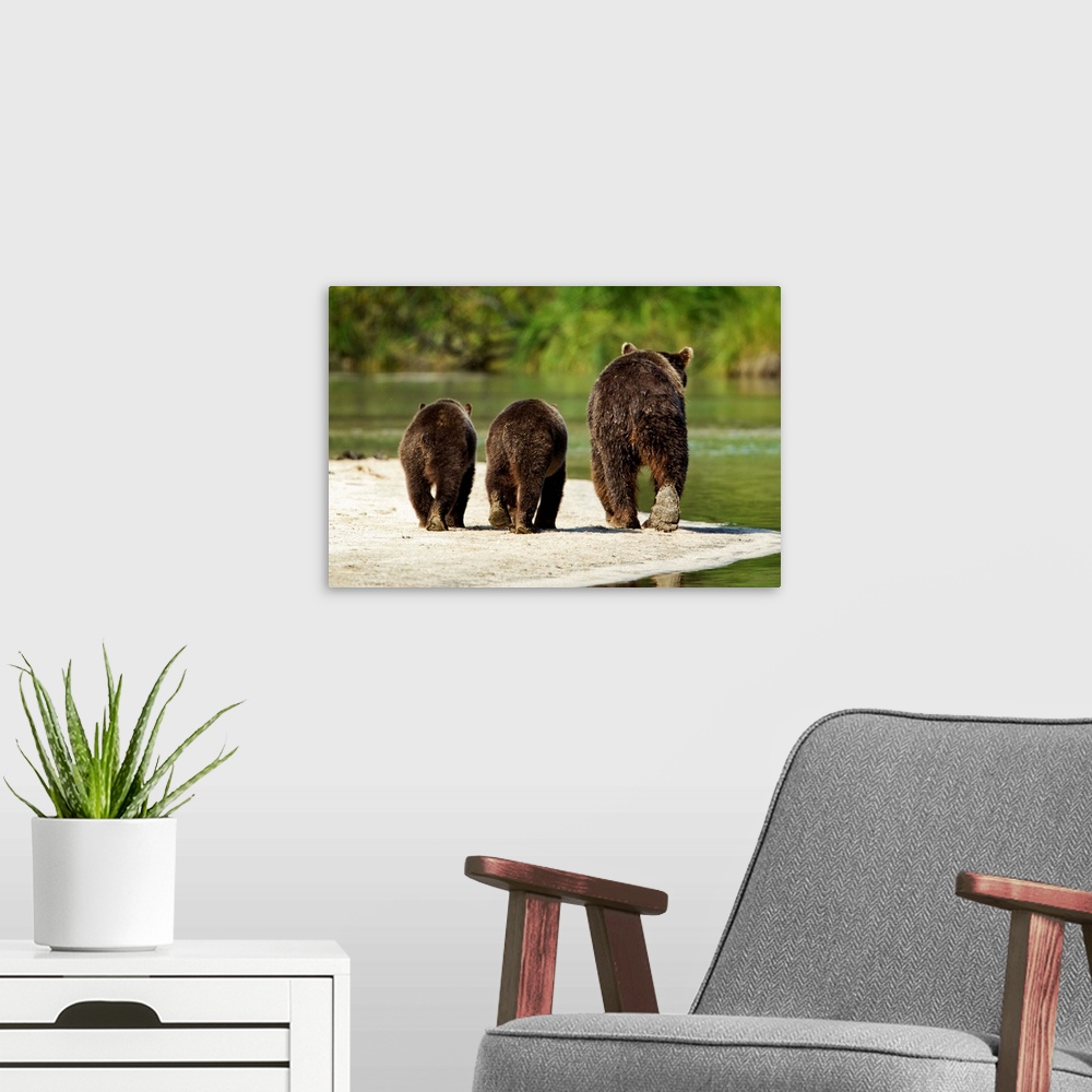 A modern room featuring USA, Alaska, Katmai National Park, Grizzly Bear Sow (Ursus arctos) walks with cubs along spawning...