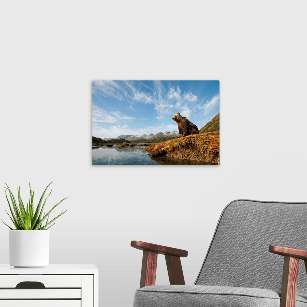 A modern room featuring USA, Alaska, Katmai National Park, Young female Grizzly Bear (Ursus arctos) rests on river bank b...