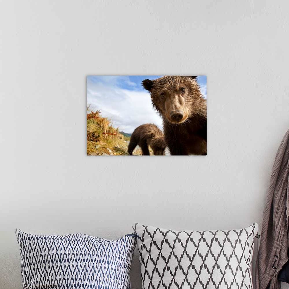 A bohemian room featuring USA, Alaska, Katmai National Park, Remote camera view of two Coastal Brown Bear Cubs (Ursus arcto...