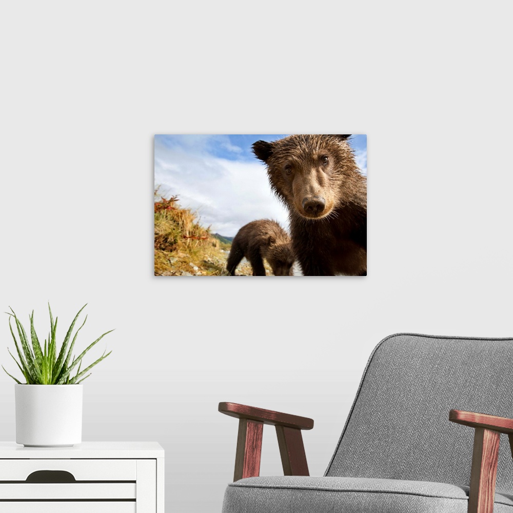 A modern room featuring USA, Alaska, Katmai National Park, Remote camera view of two Coastal Brown Bear Cubs (Ursus arcto...