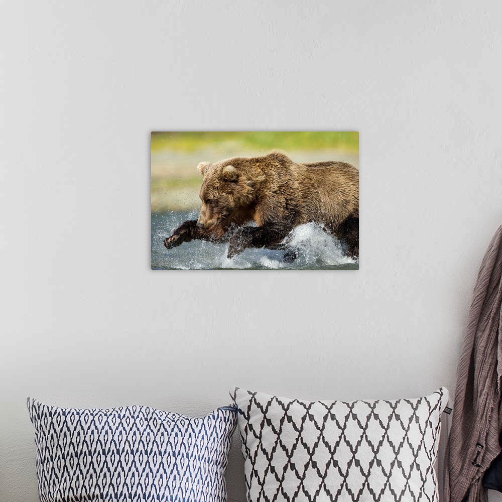 A bohemian room featuring USA, Alaska, Katmai National Park, Grizzly Bear (Ursus arctos) leaps while fishing for spawning s...