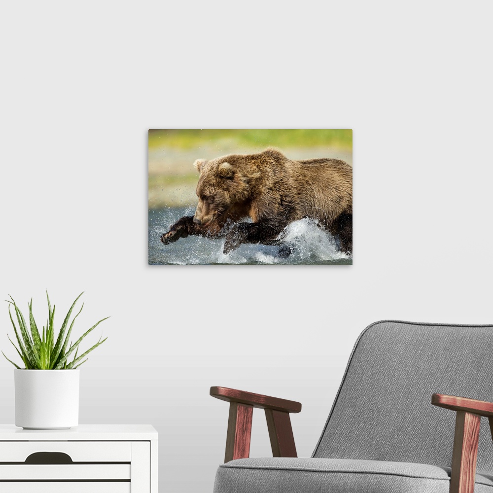 A modern room featuring USA, Alaska, Katmai National Park, Grizzly Bear (Ursus arctos) leaps while fishing for spawning s...