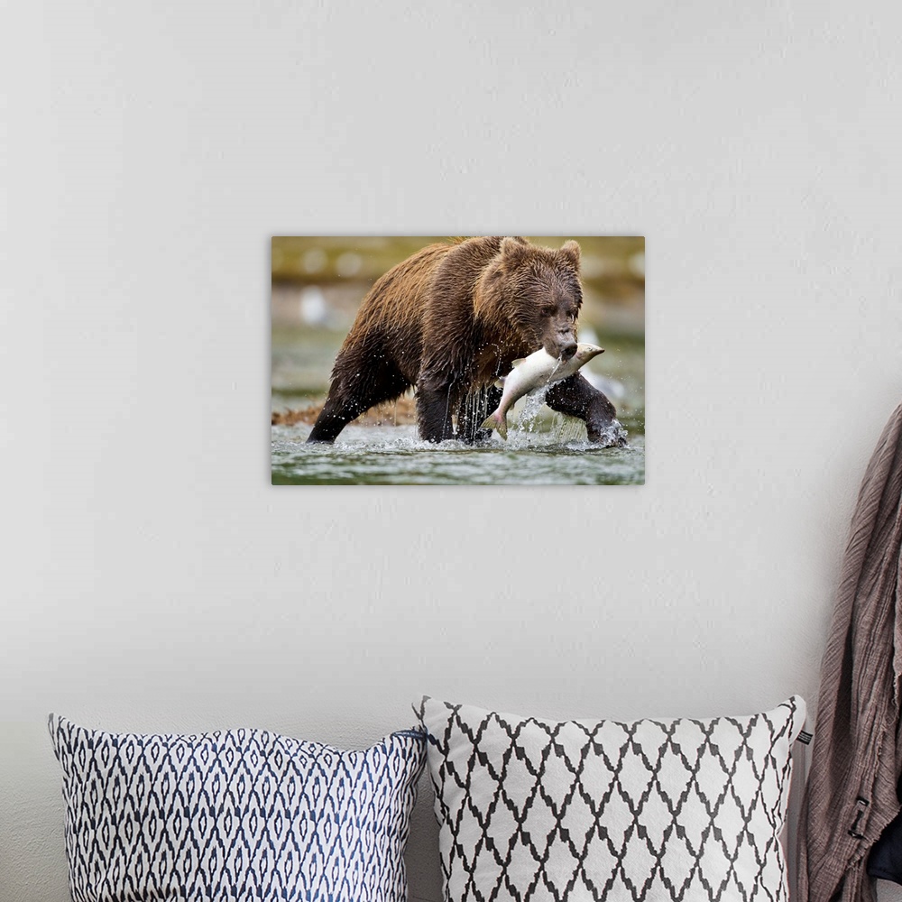 A bohemian room featuring USA, Alaska, Katmai National Park, Coastal Brown Bear (Ursus arctos) carries Chum Salmon (Oncorhy...