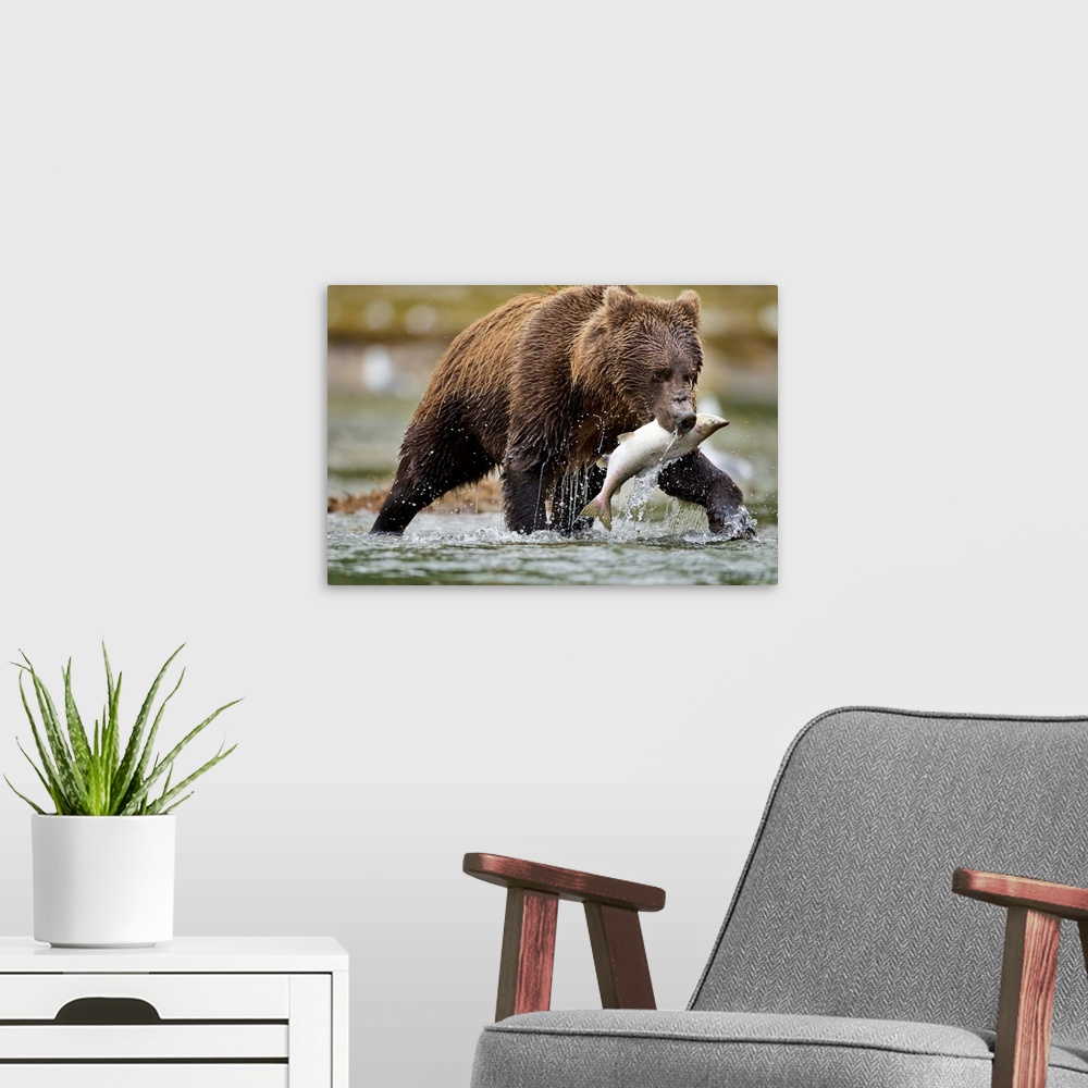 A modern room featuring USA, Alaska, Katmai National Park, Coastal Brown Bear (Ursus arctos) carries Chum Salmon (Oncorhy...