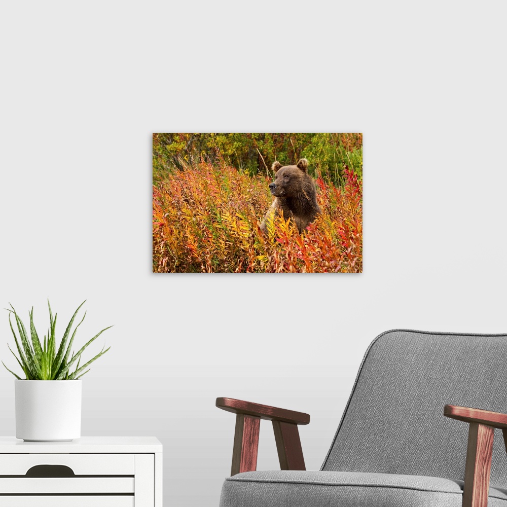 A modern room featuring USA, Alaska, Katmai National Park, Coastal Brown Bear (Ursus arctos) sitting in field of fall col...