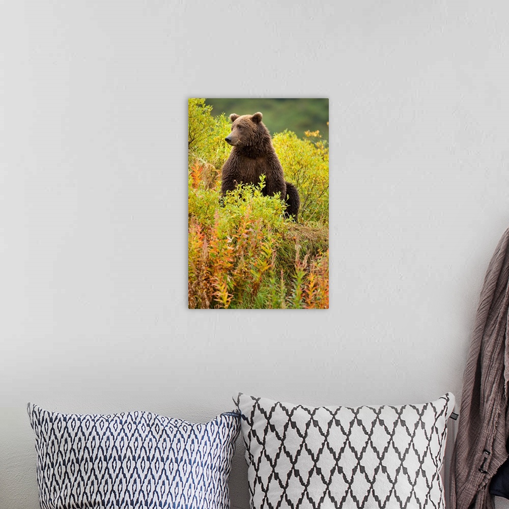 A bohemian room featuring USA, Alaska, Katmai National Park, Coastal Brown Bear (Ursus arctos) sitting in field of fall col...