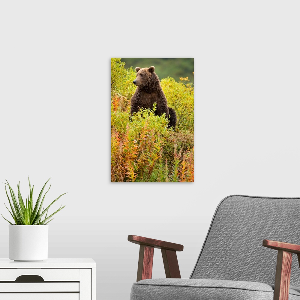 A modern room featuring USA, Alaska, Katmai National Park, Coastal Brown Bear (Ursus arctos) sitting in field of fall col...