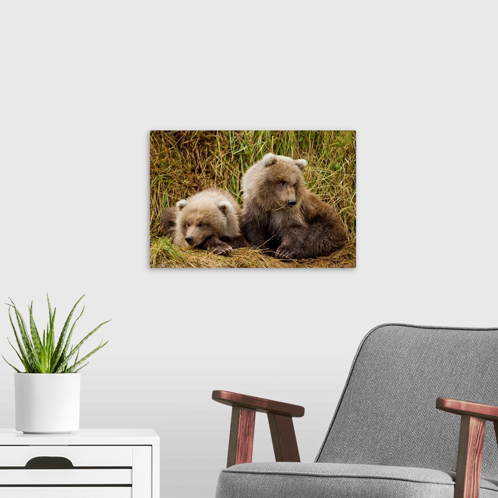 A modern room featuring USA, Alaska, Katmai National Park, Grizzly Bear Spring Cubs (Ursus arctos) resting in grass along...