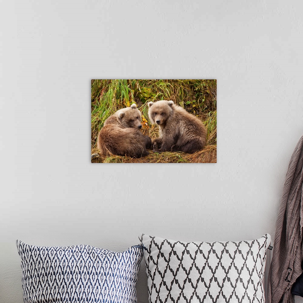 A bohemian room featuring USA, Alaska, Katmai National Park, Grizzly Bear Spring Cubs (Ursus arctos) resting along river ba...