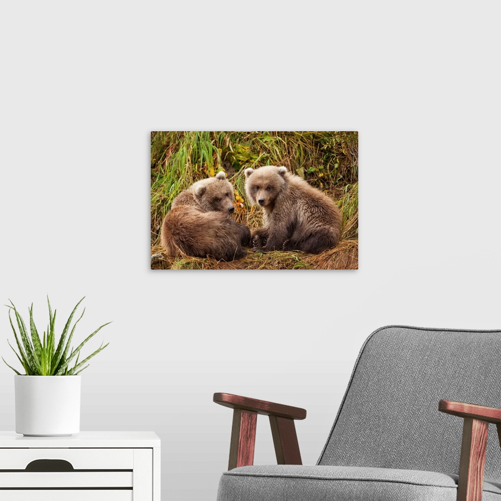 A modern room featuring USA, Alaska, Katmai National Park, Grizzly Bear Spring Cubs (Ursus arctos) resting along river ba...