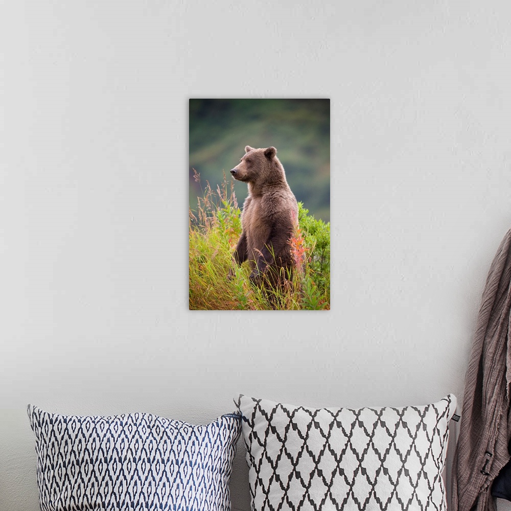 A bohemian room featuring Brown Bear Standing Upright In Tall Grass At Kinak Bay