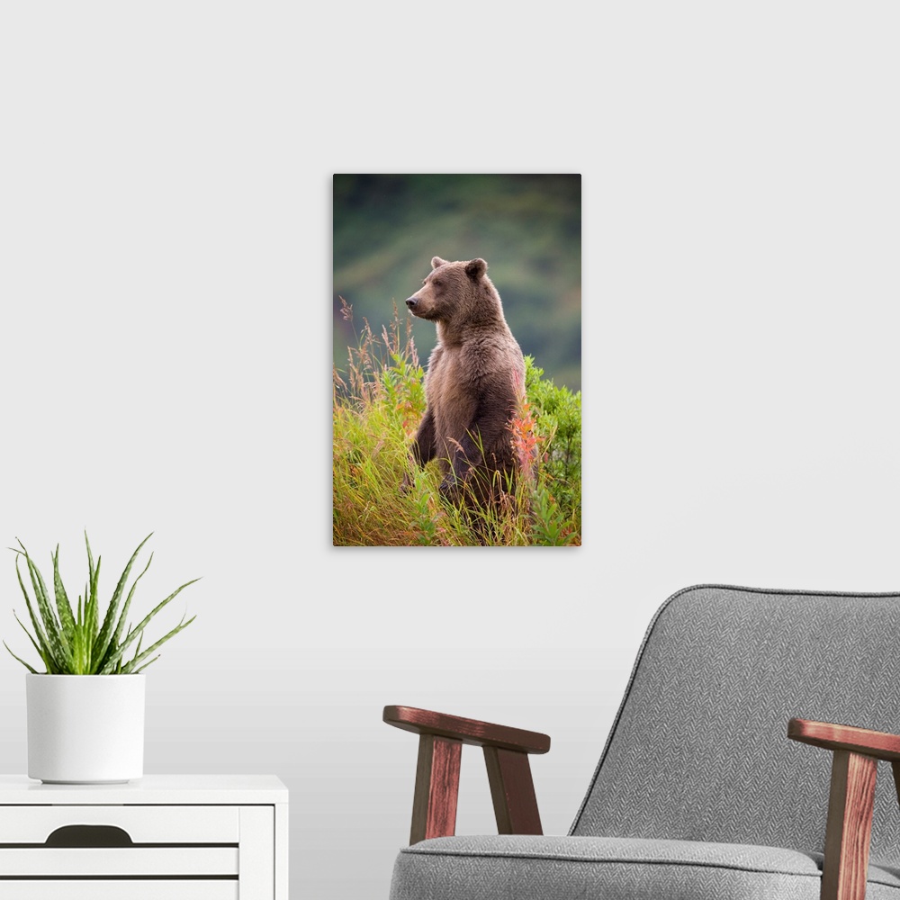 A modern room featuring Brown Bear Standing Upright In Tall Grass At Kinak Bay