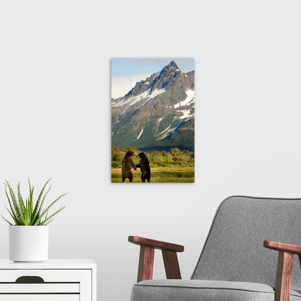 A modern room featuring Brown Bears Sparring In Meadow At Kukak Bay