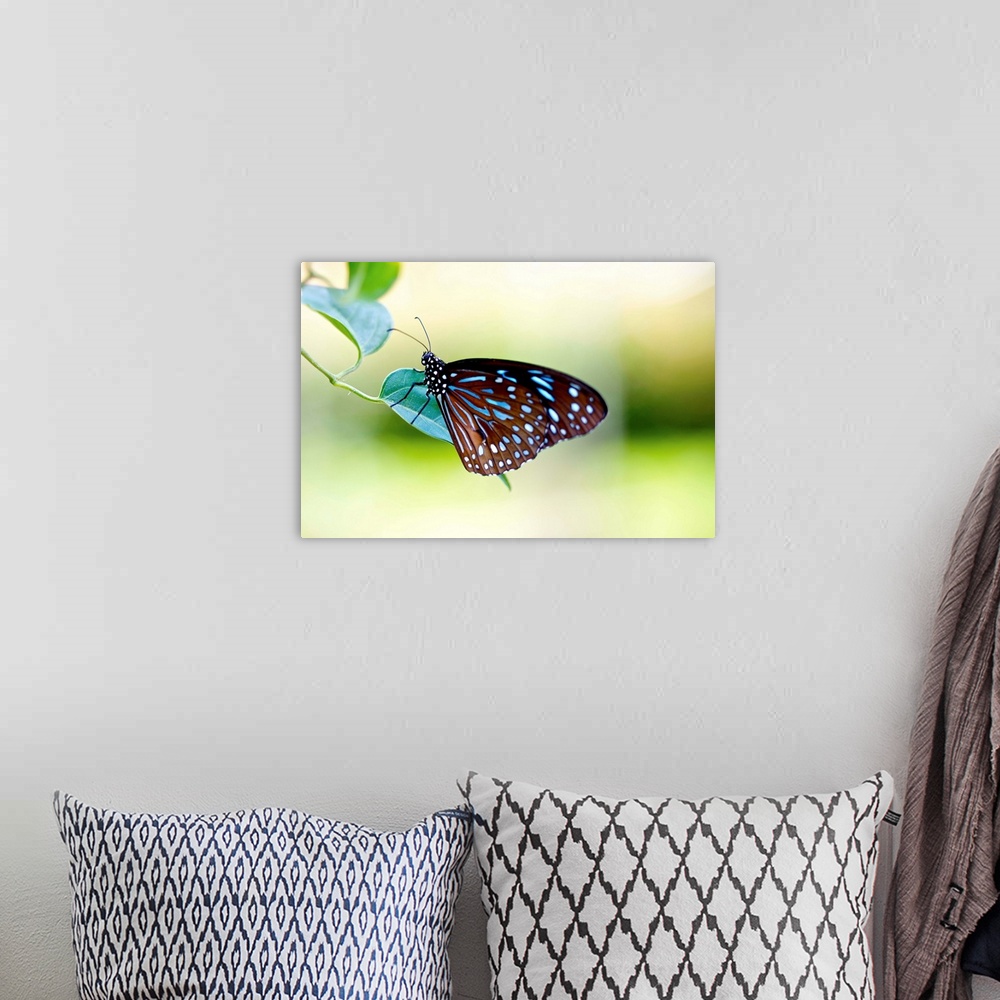 A bohemian room featuring Brown blue butterfly on leaf.