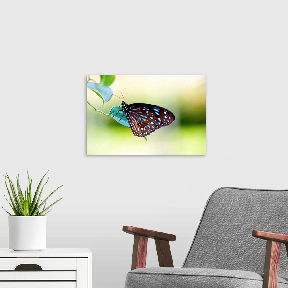 A modern room featuring Brown blue butterfly on leaf.