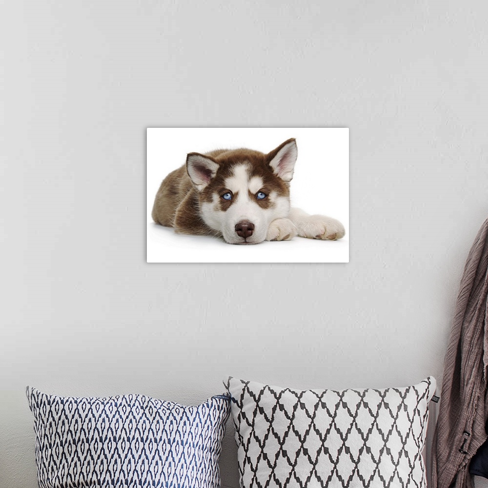 A bohemian room featuring Happy Holiday Christmas Brown and White Siberian Husky cute Puppy laying down because he is a sle...