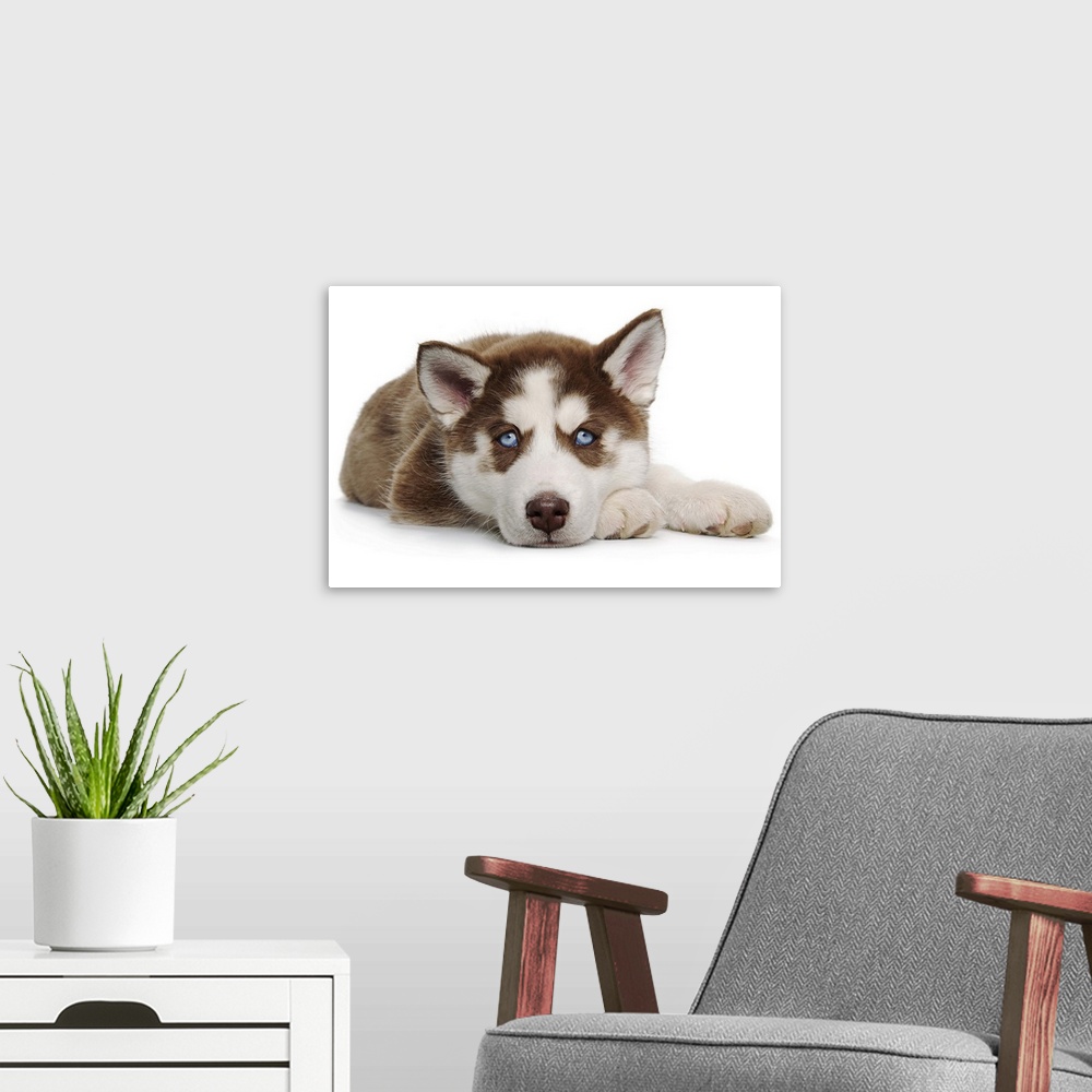 A modern room featuring Happy Holiday Christmas Brown and White Siberian Husky cute Puppy laying down because he is a sle...