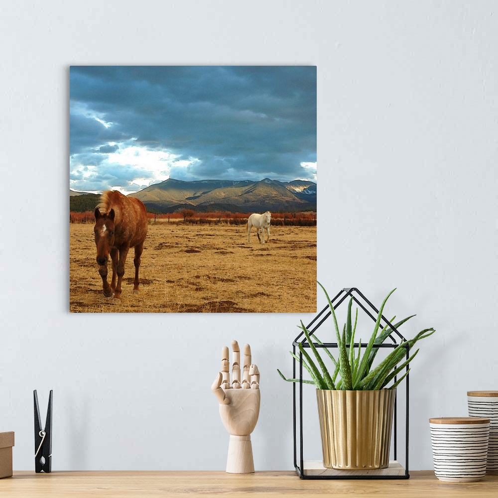 A bohemian room featuring brown horse and white horse in dry winter meadow in Truchas, New Mexico. landscape in the Sangre ...