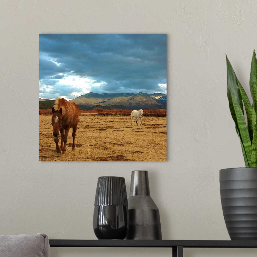 A modern room featuring brown horse and white horse in dry winter meadow in Truchas, New Mexico. landscape in the Sangre ...