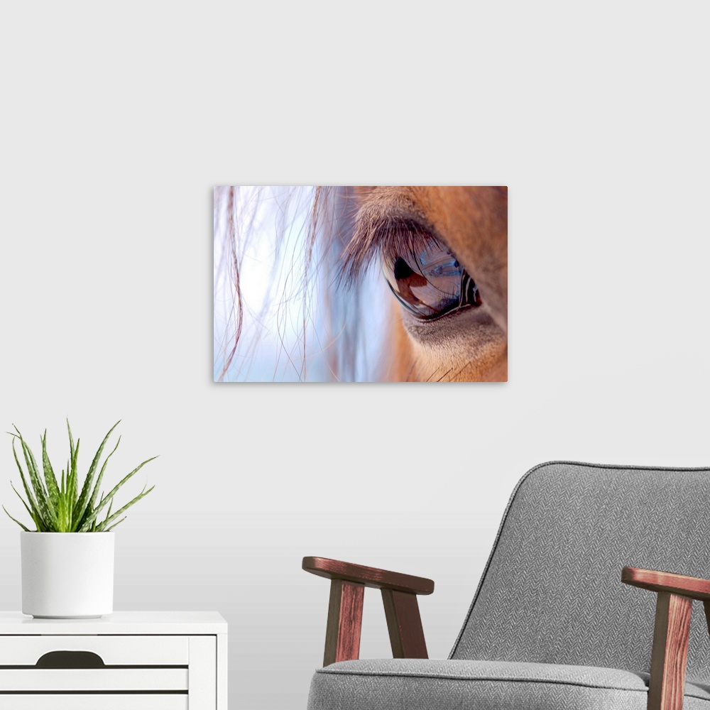 A modern room featuring Landscape, close up photograph of eye and eyelashes of a brown horse, with small pieces of its ma...